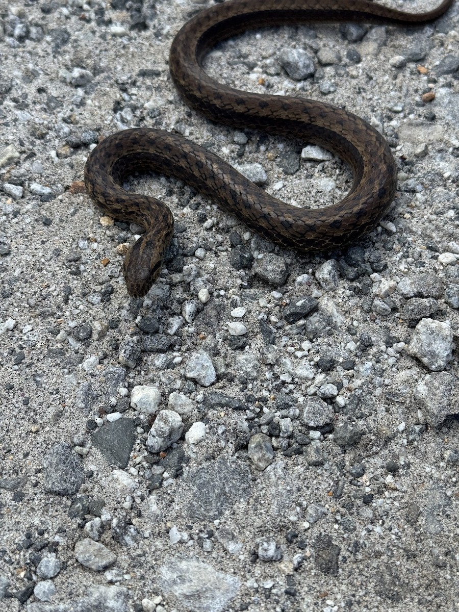 Animals - ML646373367