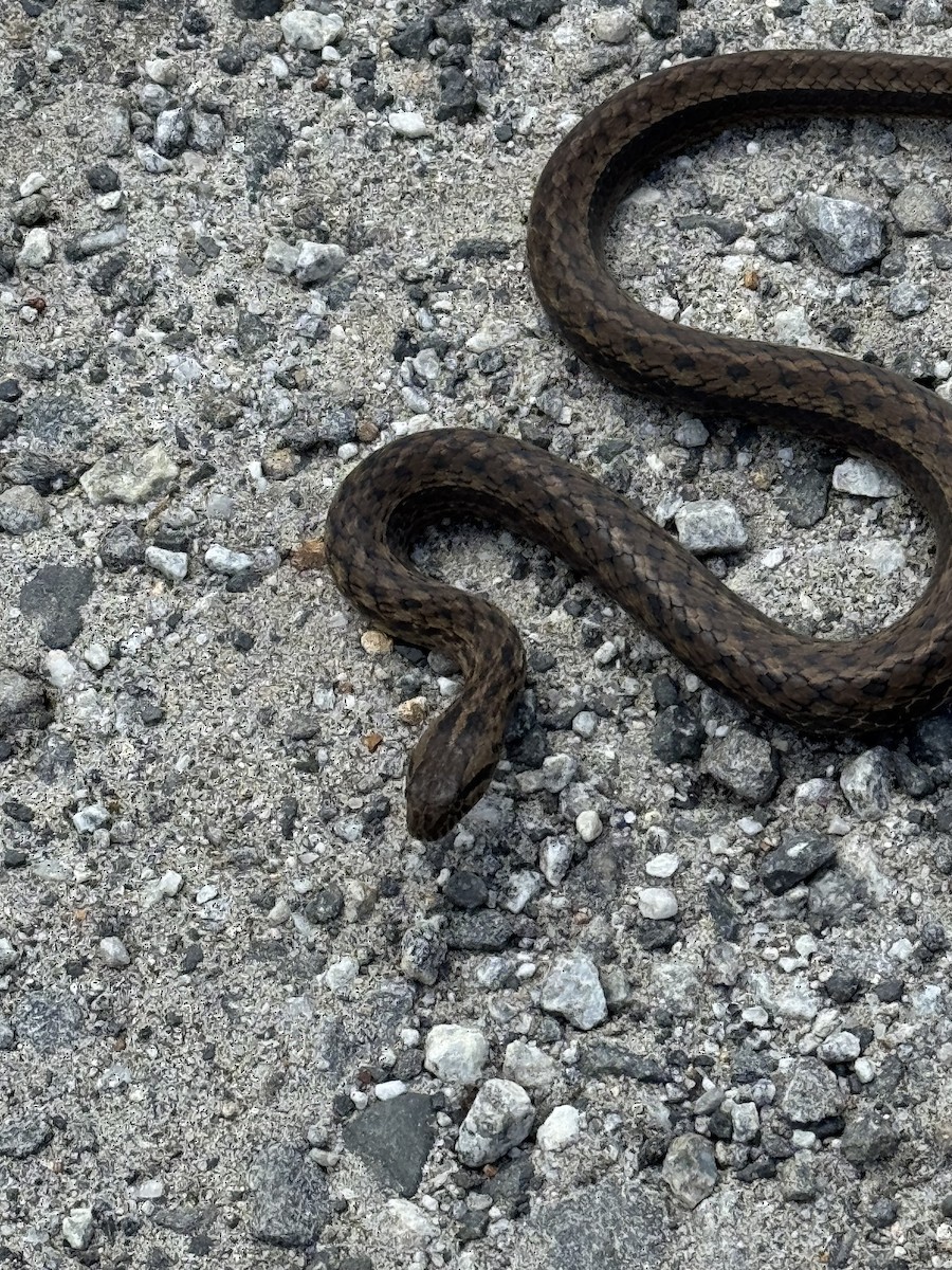 Animals - ML646373369