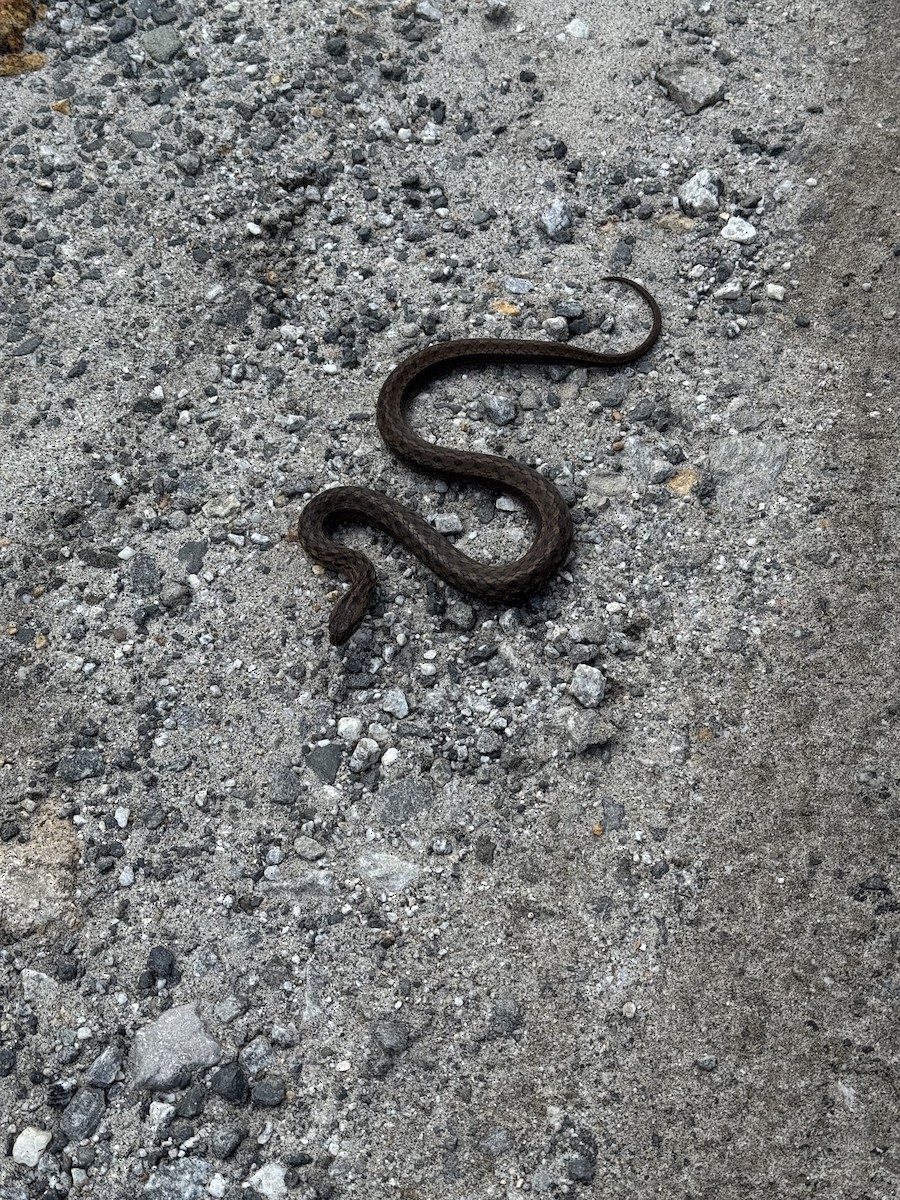 Animals - ML646373370