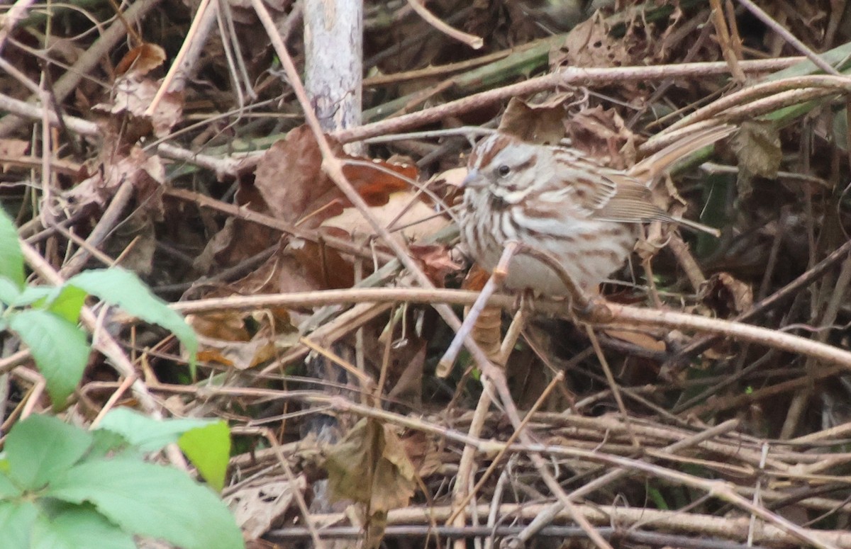 Song Sparrow - ML646373374