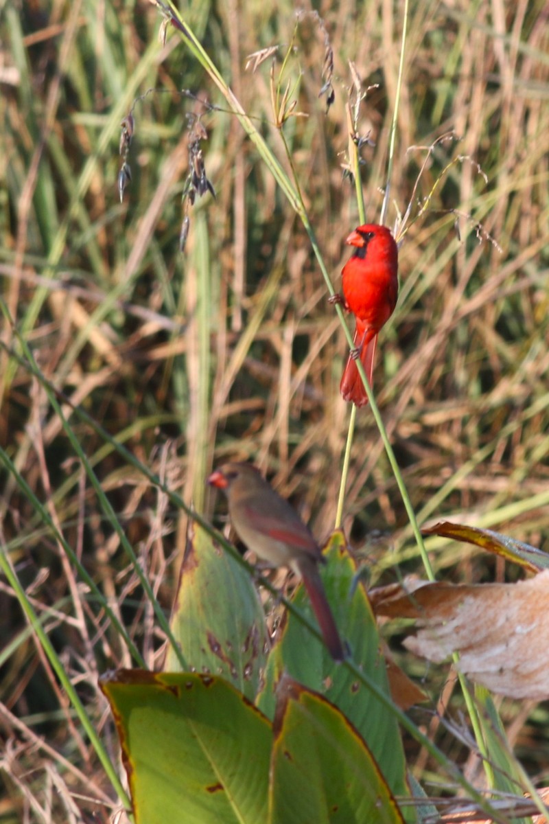 Northern Cardinal - ML646373378