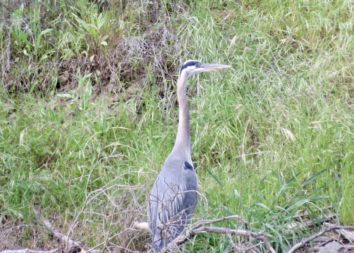 Great Blue Heron - ML646373379