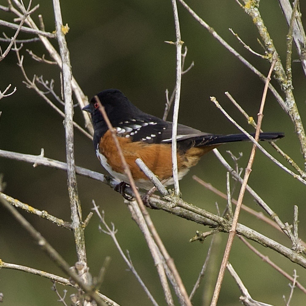 Spotted Towhee - ML646373384