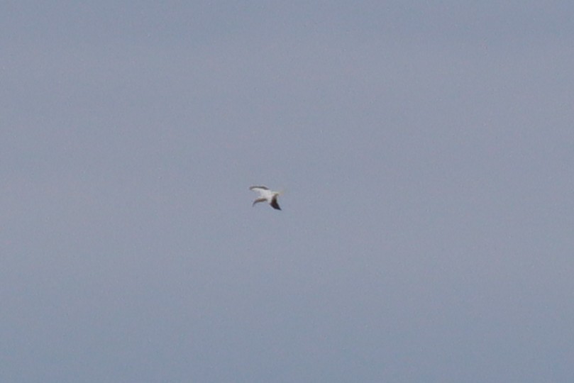 Red-footed Booby - ML646373385
