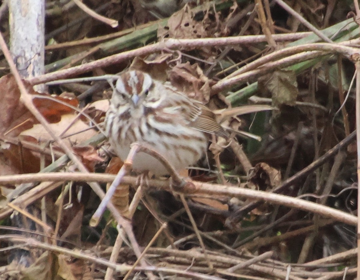 Song Sparrow - ML646373386