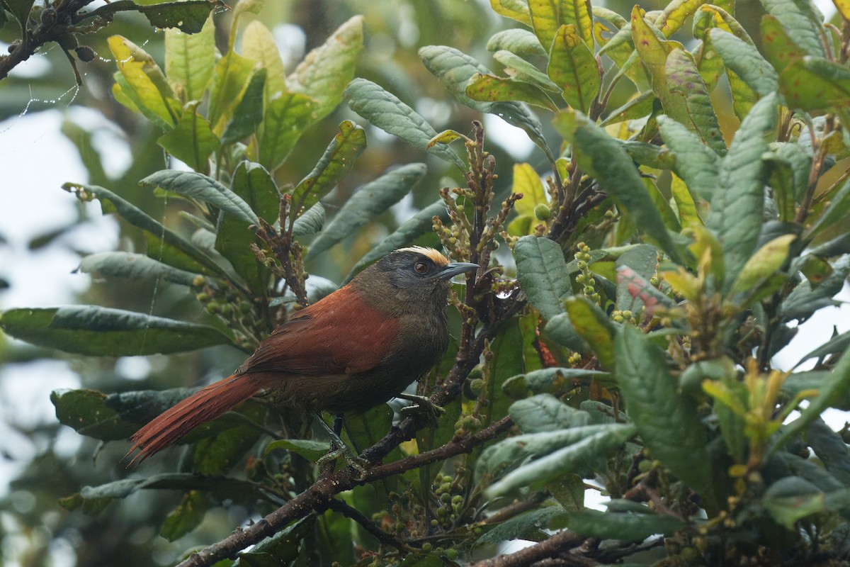 Light-crowned Spinetail - ML646373387