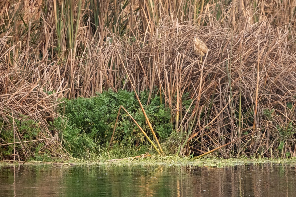 American Bittern - ML646373388