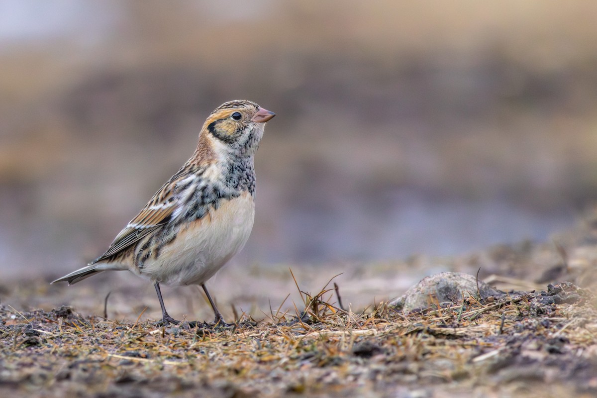 Lapland Longspur - ML646373389