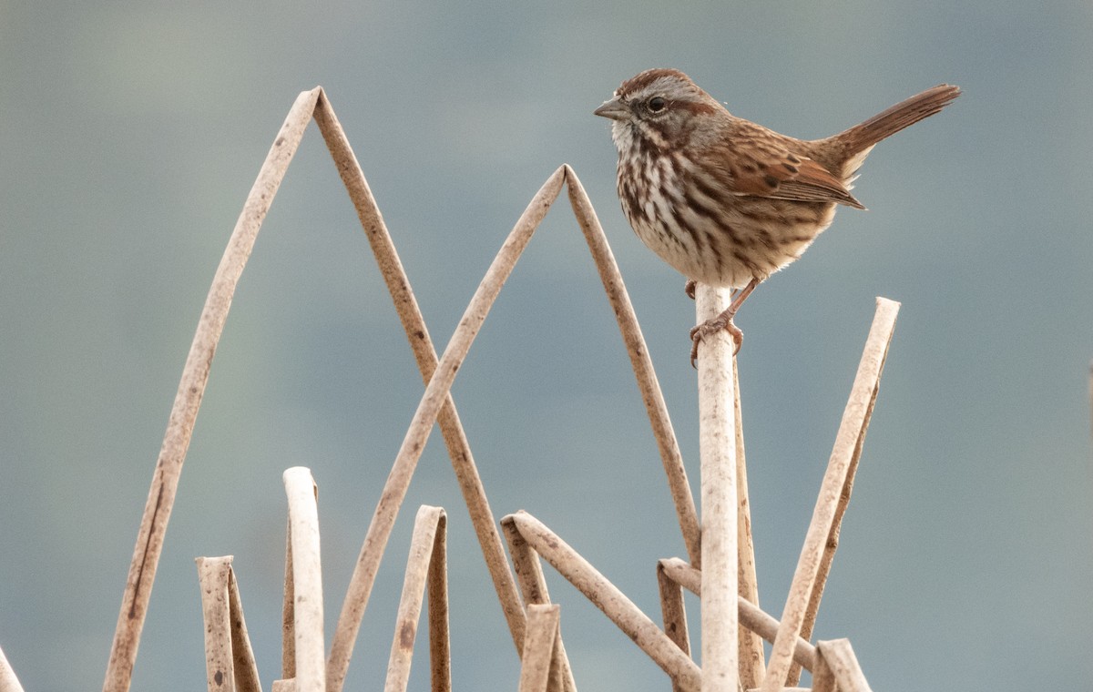 Song Sparrow - ML646373390
