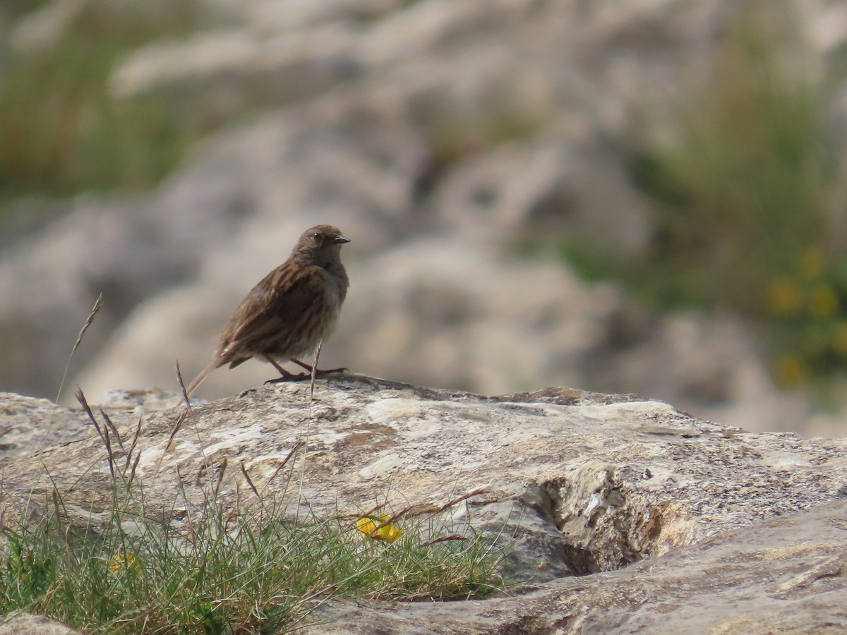 Dunnock - ML646373392