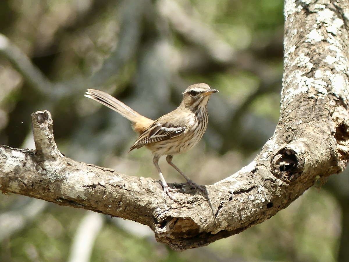Agrobate à dos roux (groupe leucophrys) - ML646373393
