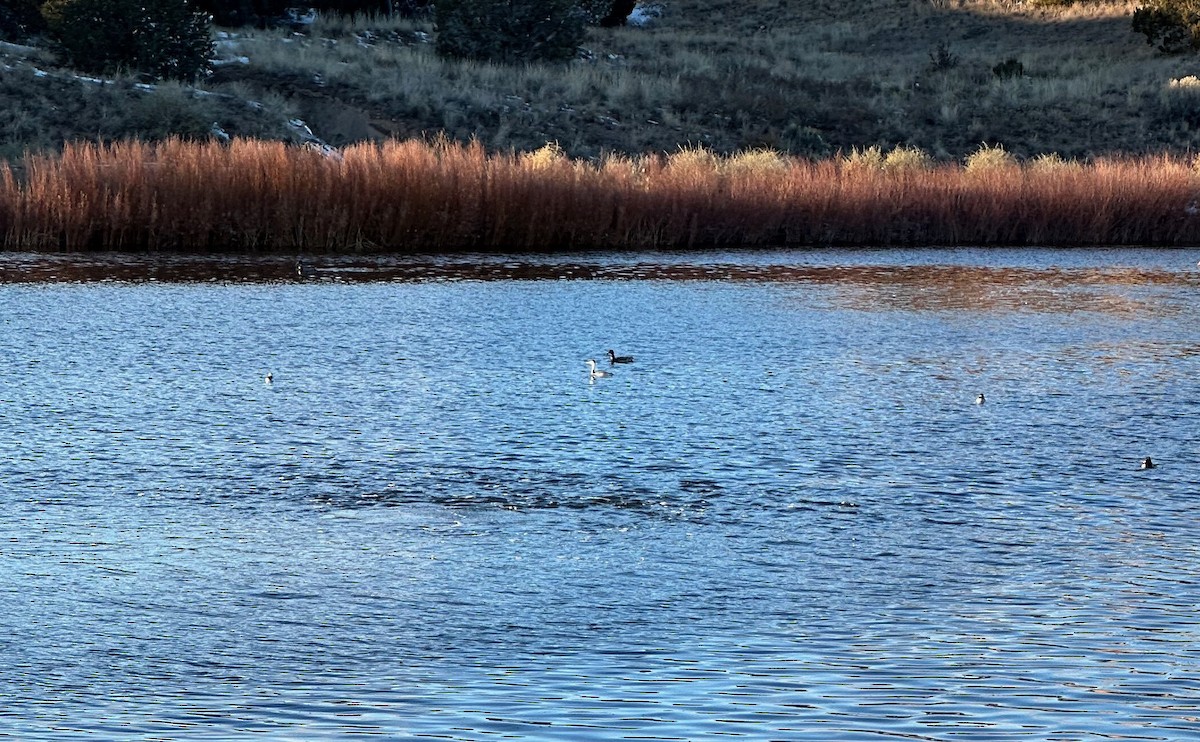 Western Grebe - ML646373395