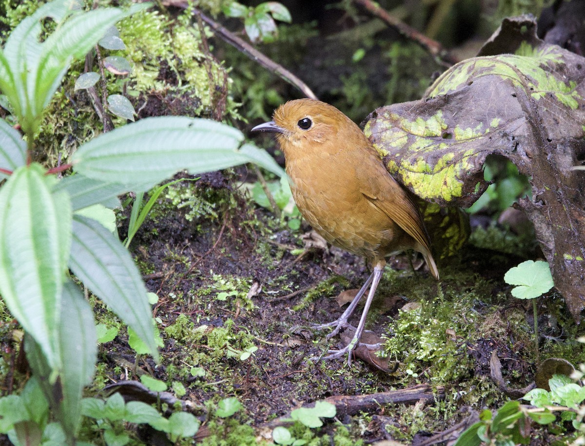 Equatorial Antpitta - ML646373396