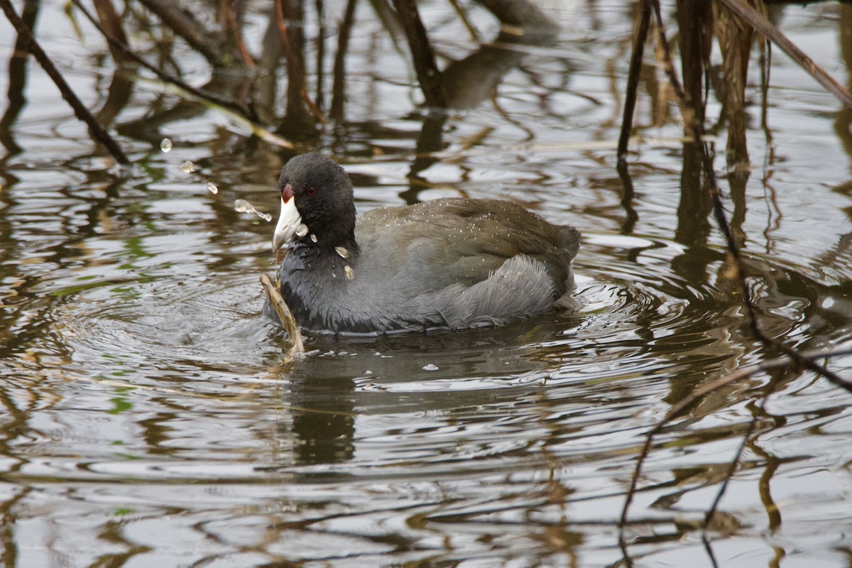 Лиска американська - ML646373397