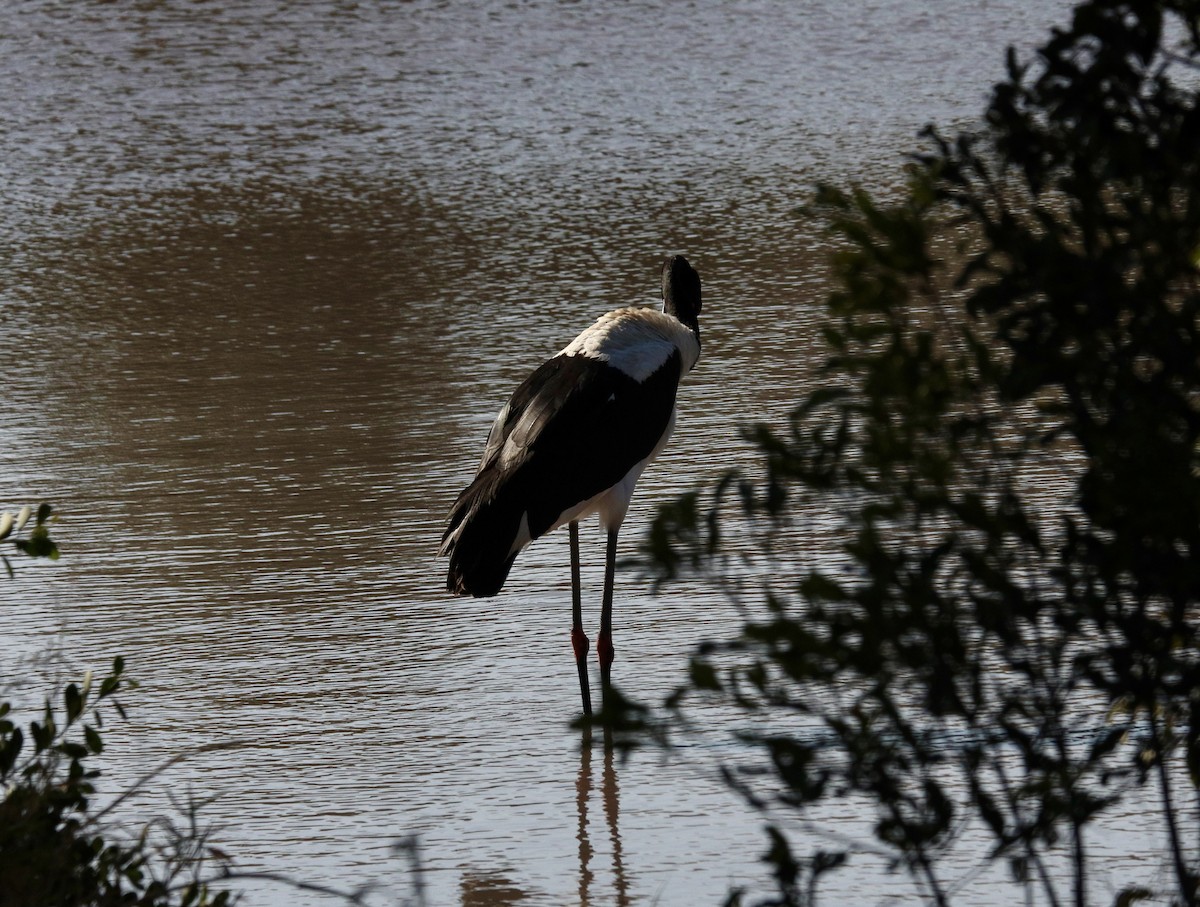 Saddle-billed Stork - ML646373398