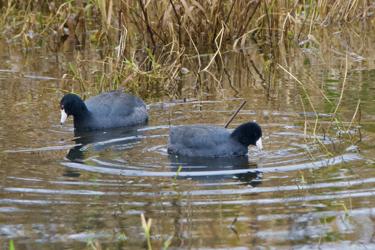 Лиска американська - ML646373399