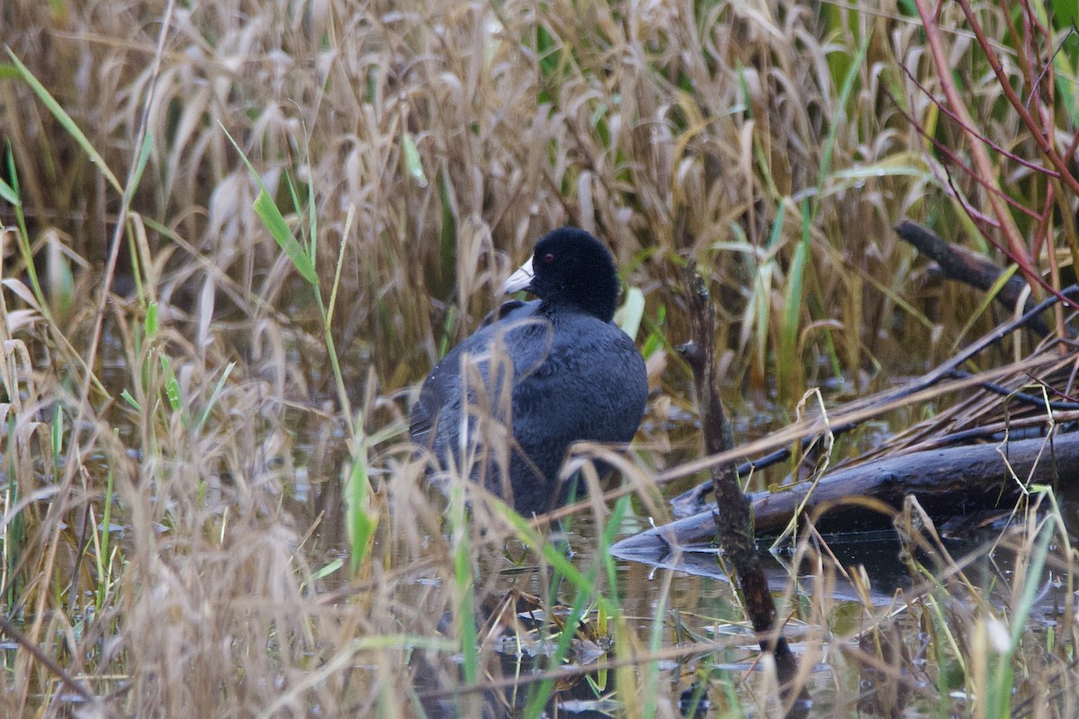 Лиска американська - ML646373400