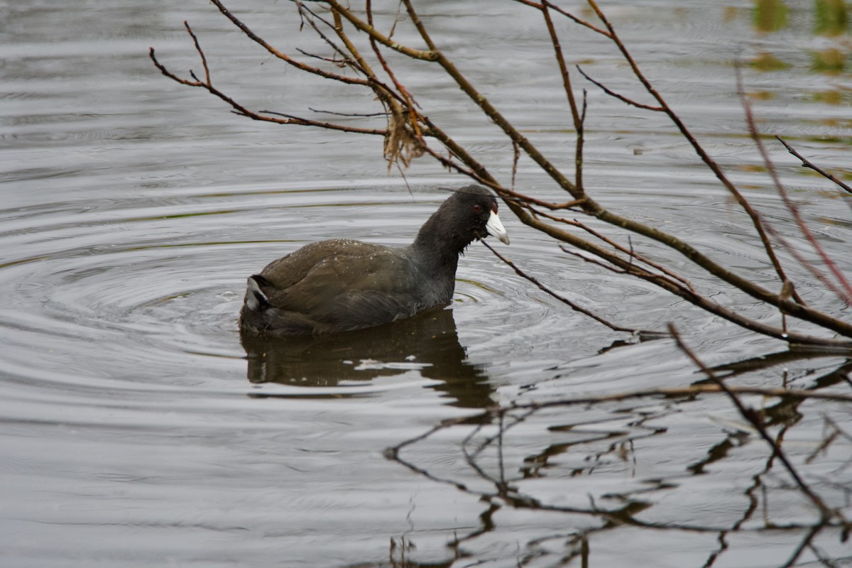 Лиска американська - ML646373401