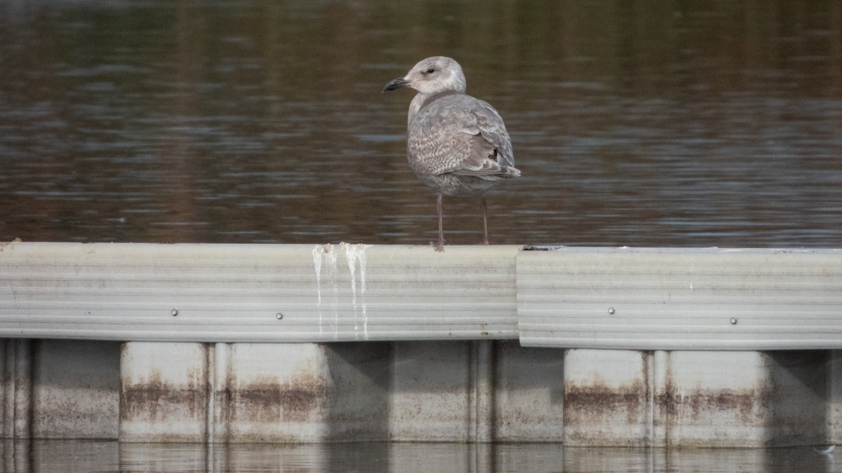 Glaucous-winged Gull - ML646373403
