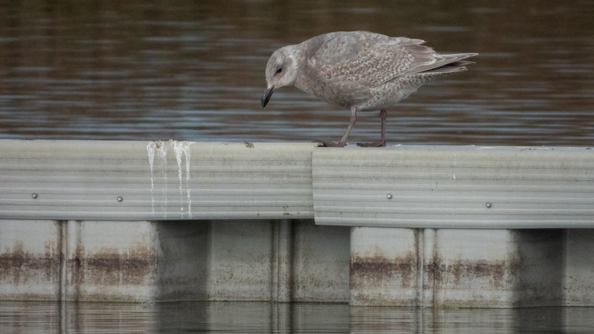 Glaucous-winged Gull - ML646373405