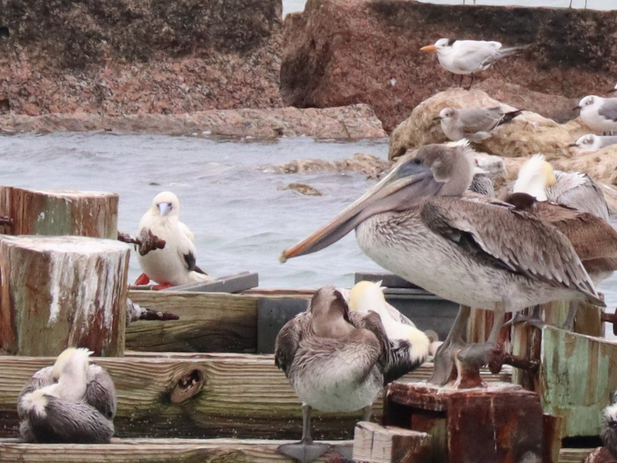 Red-footed Booby - ML646373407