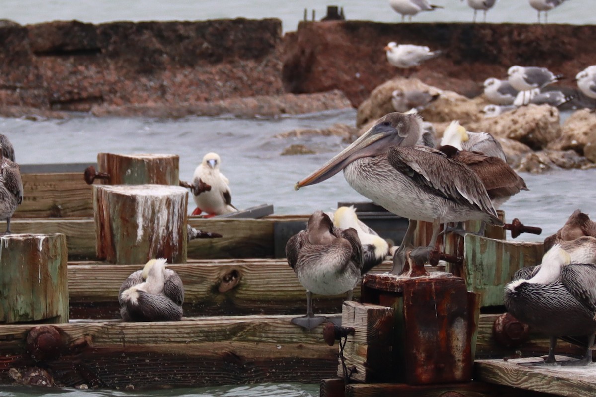 Red-footed Booby - ML646373408