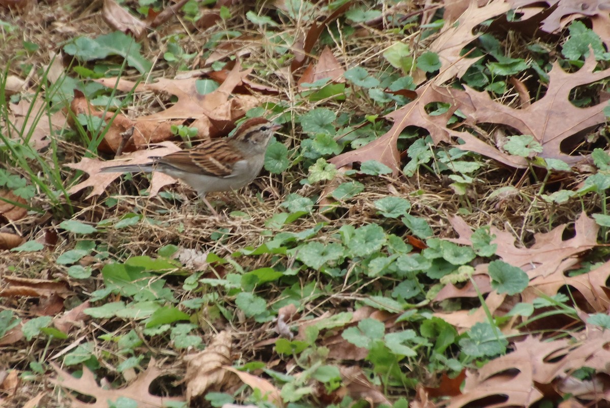 Chipping Sparrow - ML646373409