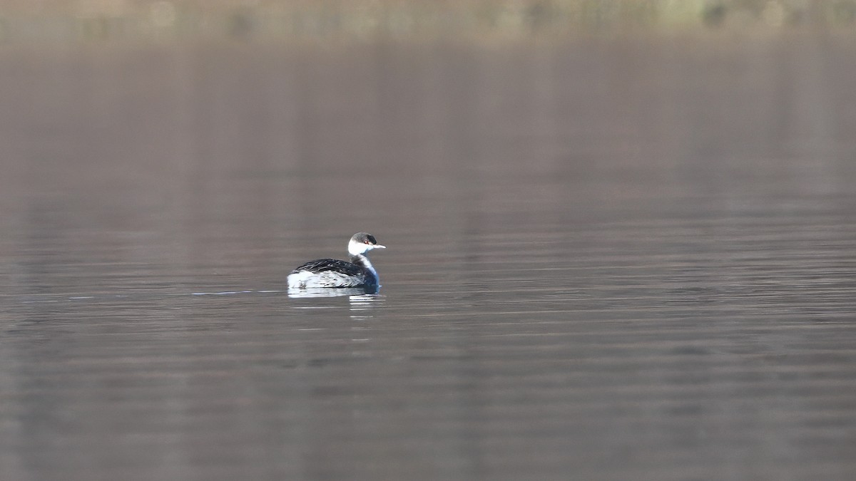 Horned Grebe - ML646373410
