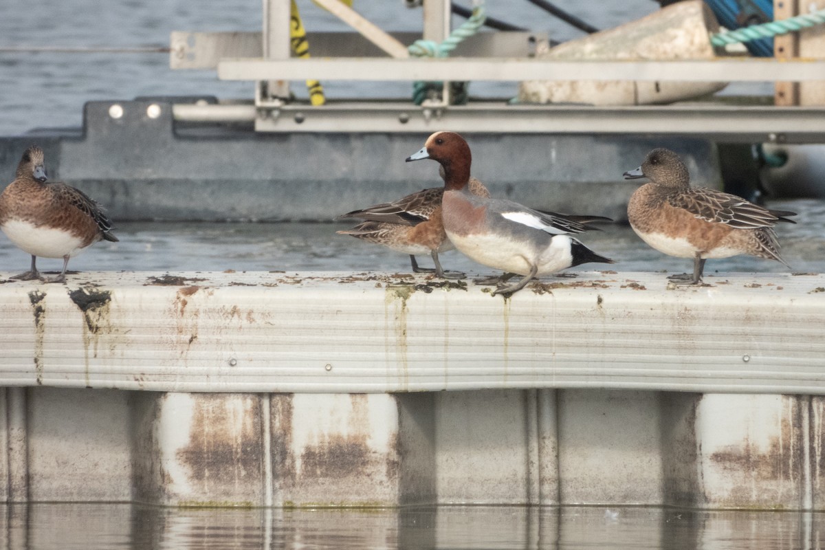 Eurasian Wigeon - ML646373411