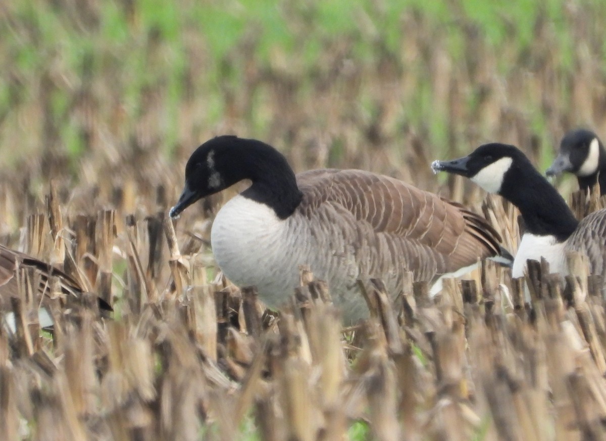 Canada Goose - ML646373413