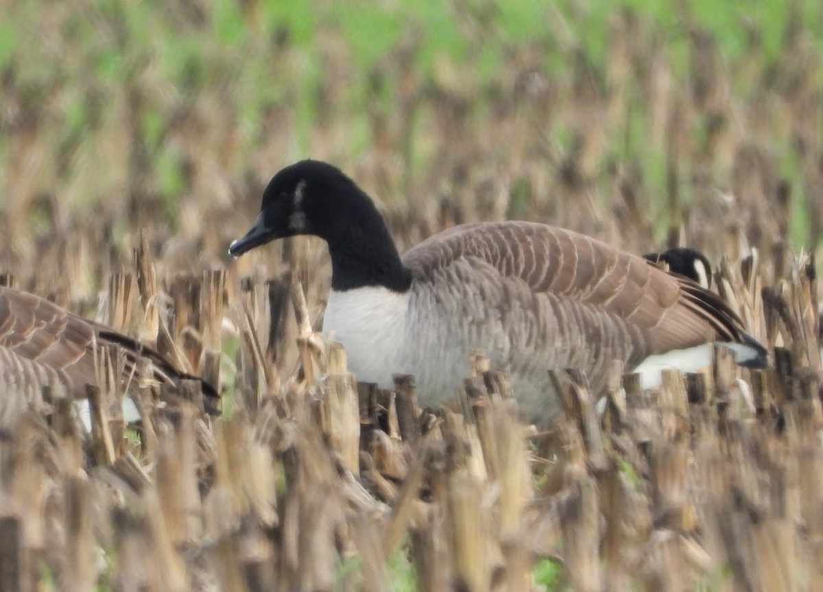Canada Goose - ML646373414