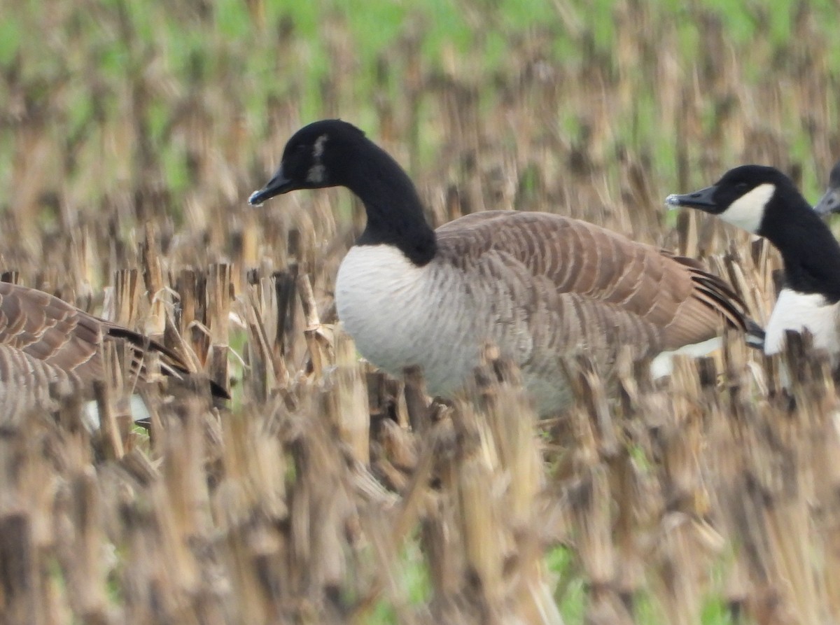 Canada Goose - ML646373415