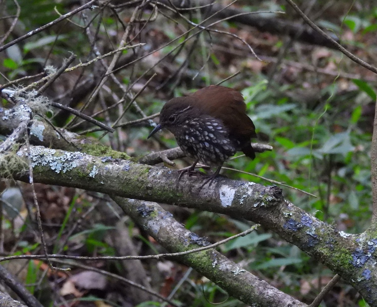 Sharp-tailed Streamcreeper - ML646373416