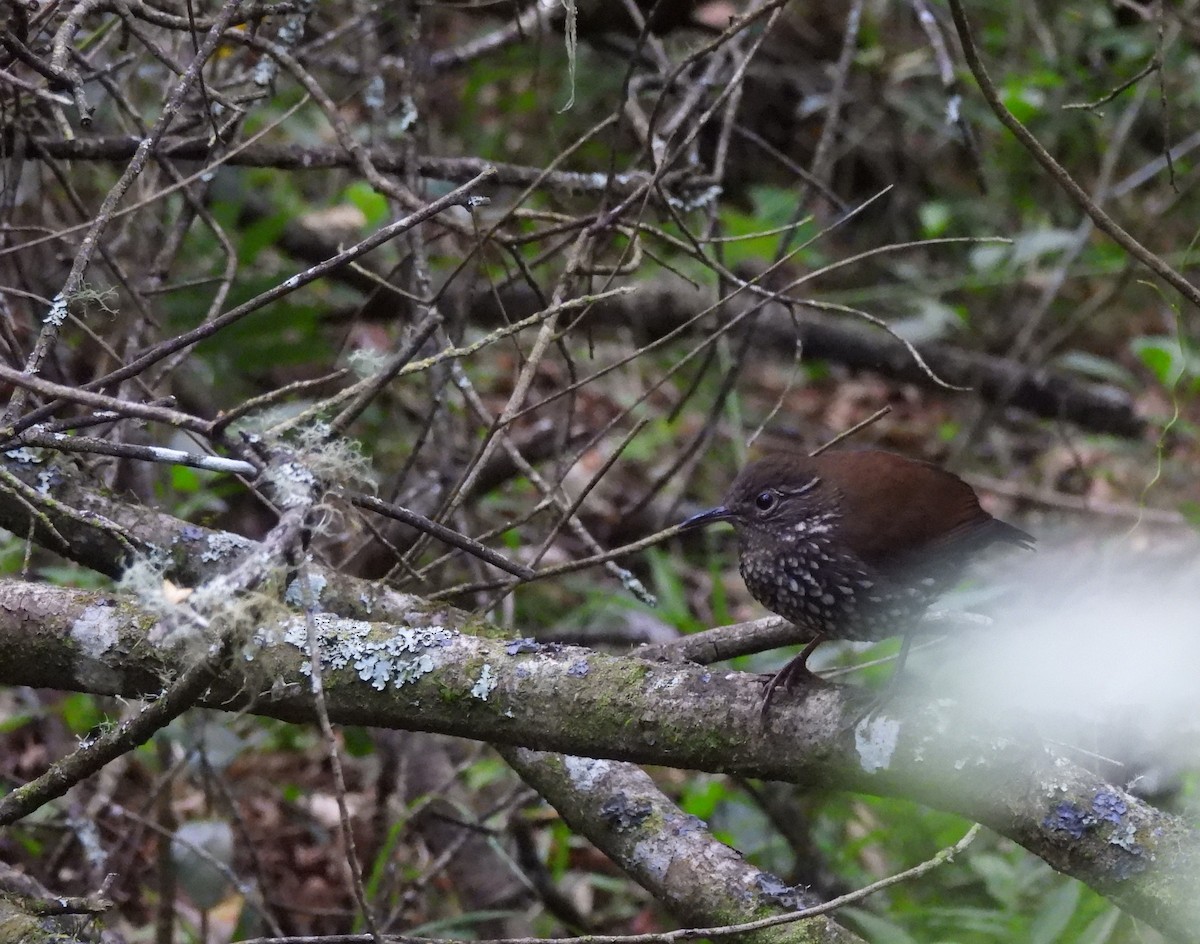 Sharp-tailed Streamcreeper - ML646373417