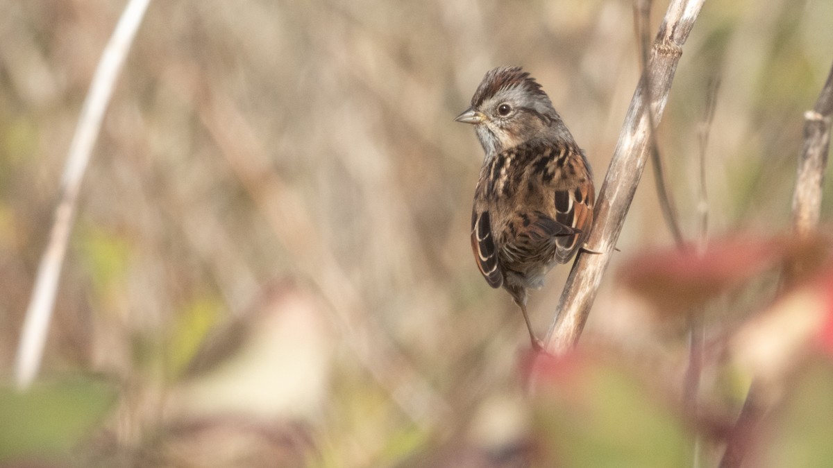 Swamp Sparrow - ML646373418