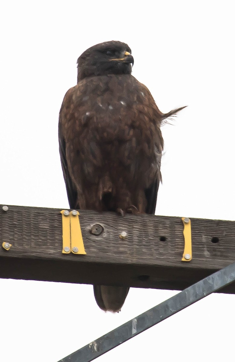 Ferruginous Hawk - ML646373419