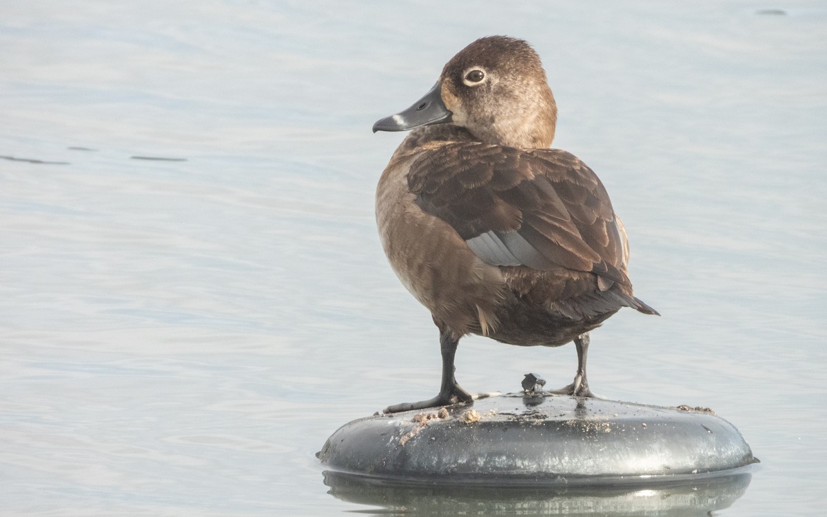Ring-necked Duck - ML646373420