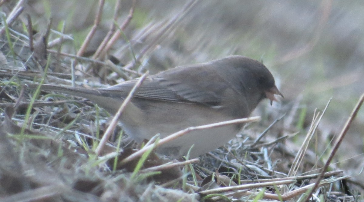 Dark-eyed Junco (Slate-colored/cismontanus) - ML646373421