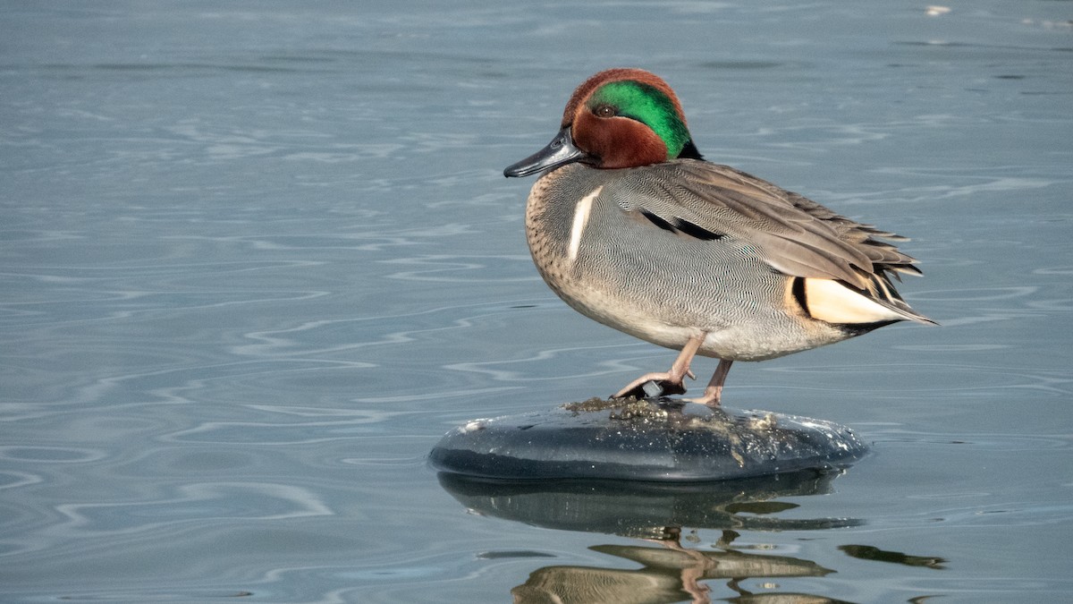 Green-winged Teal - ML646373422