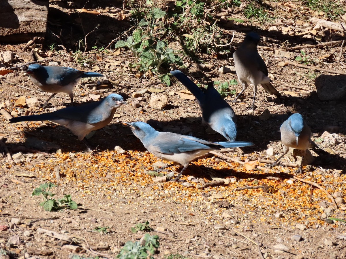 Сойка сіровола - ML646373423