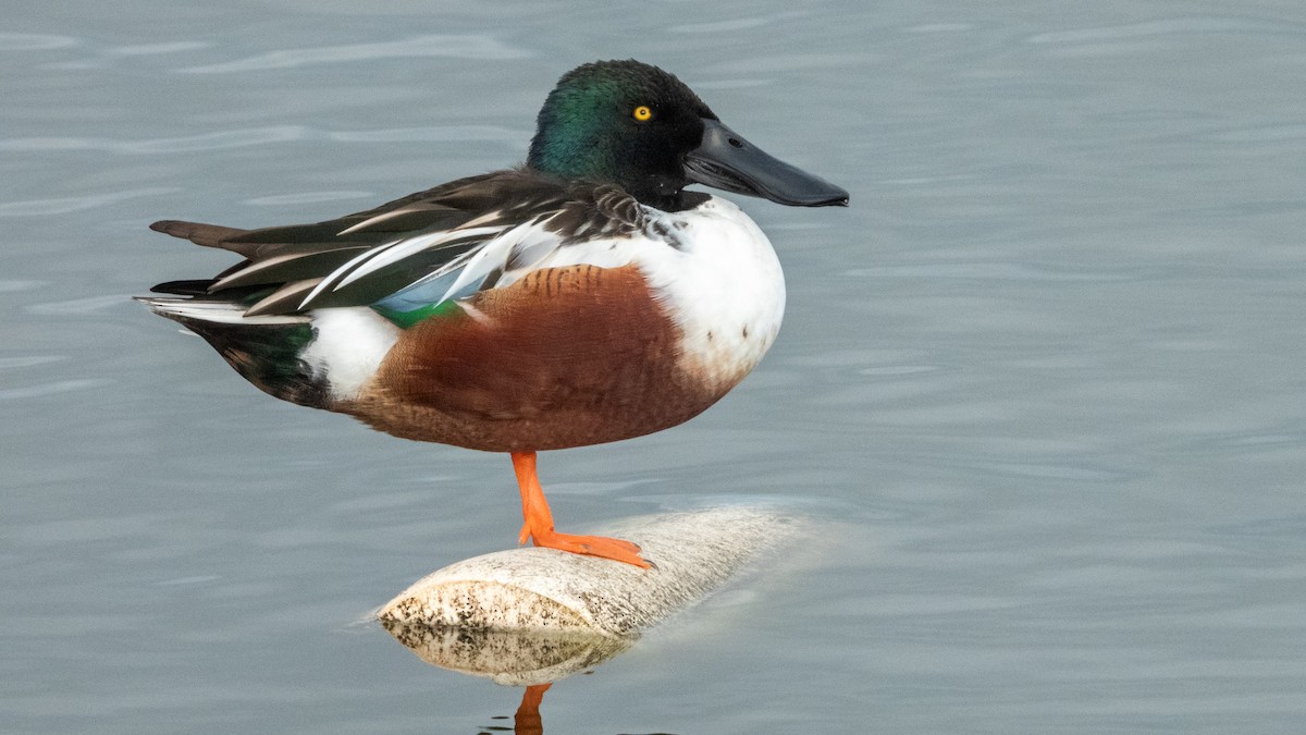 Northern Shoveler - ML646373425