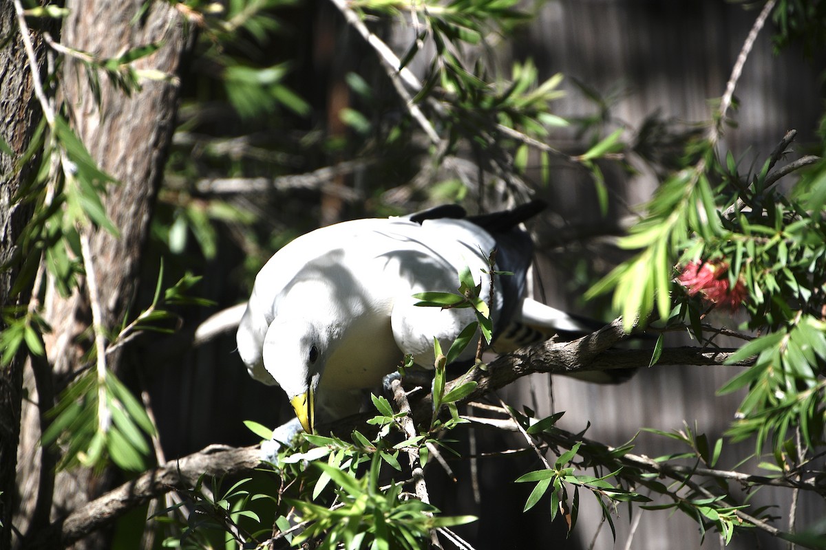 holub pobřežní - ML646373428