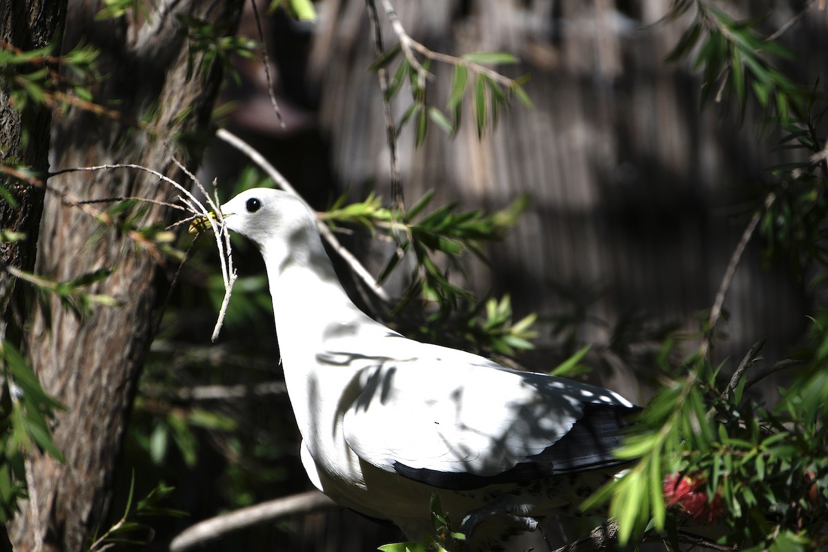 holub pobřežní - ML646373429