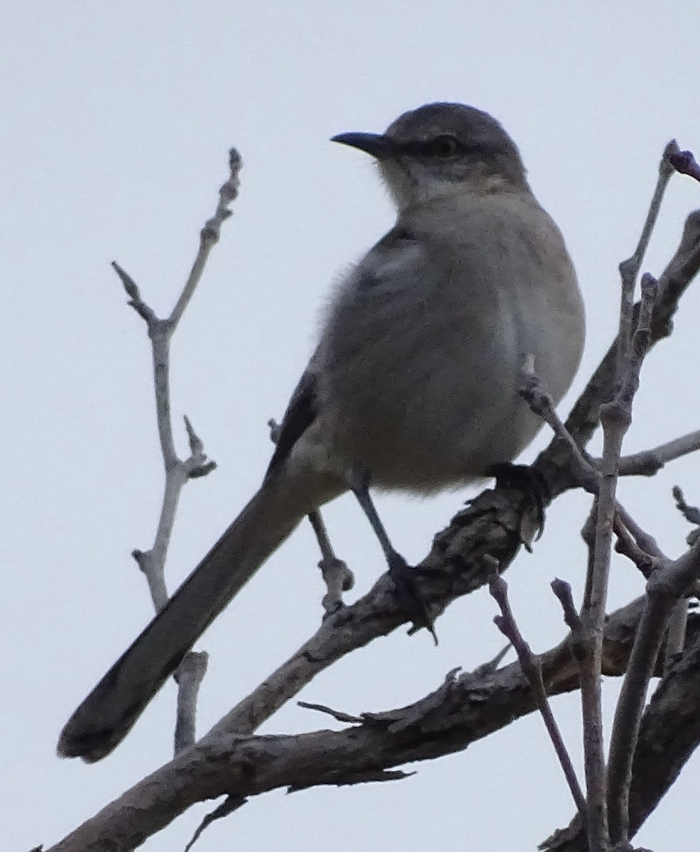 Пересмішник багатоголосий - ML646373430
