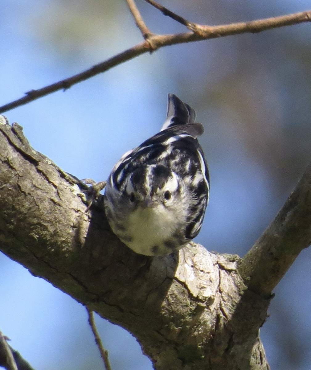 Black-and-white Warbler - ML646373431