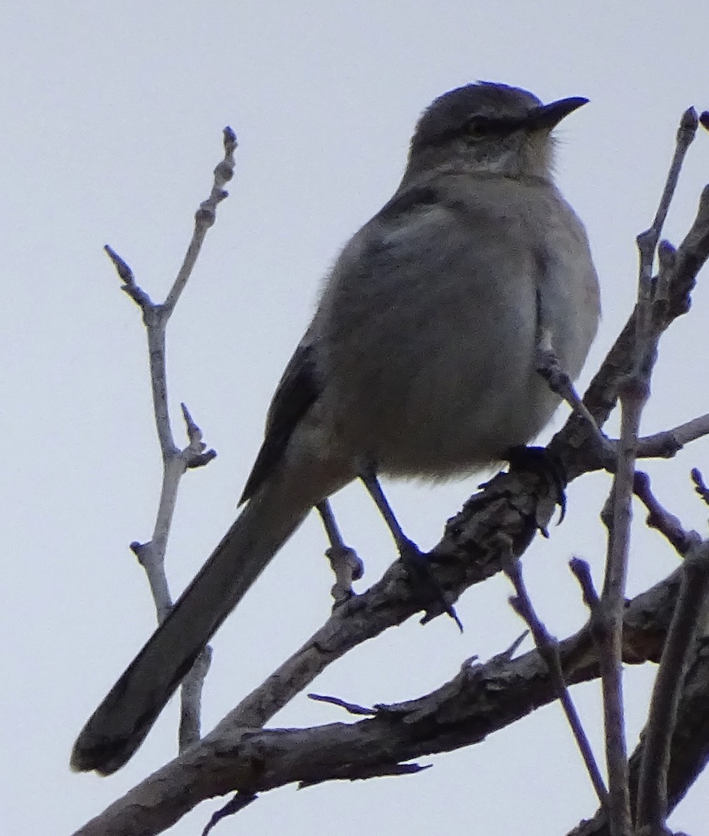 Пересмішник багатоголосий - ML646373432