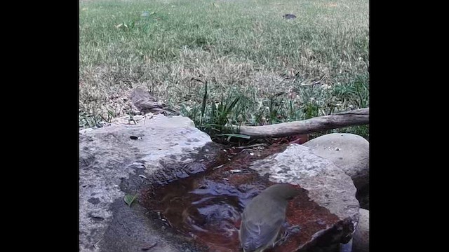 Tennessee Warbler - ML646373438