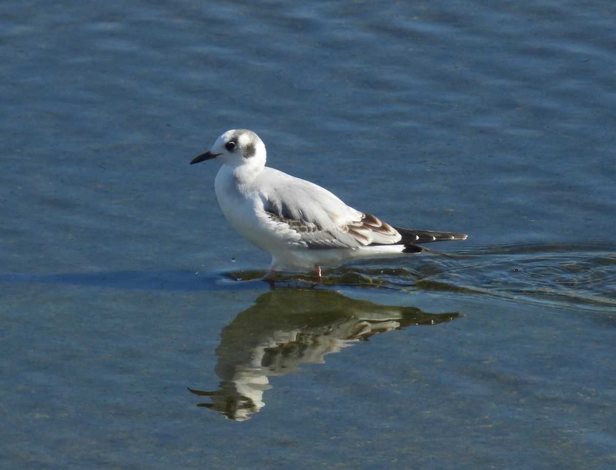 Bonaparte's Gull - ML646373444