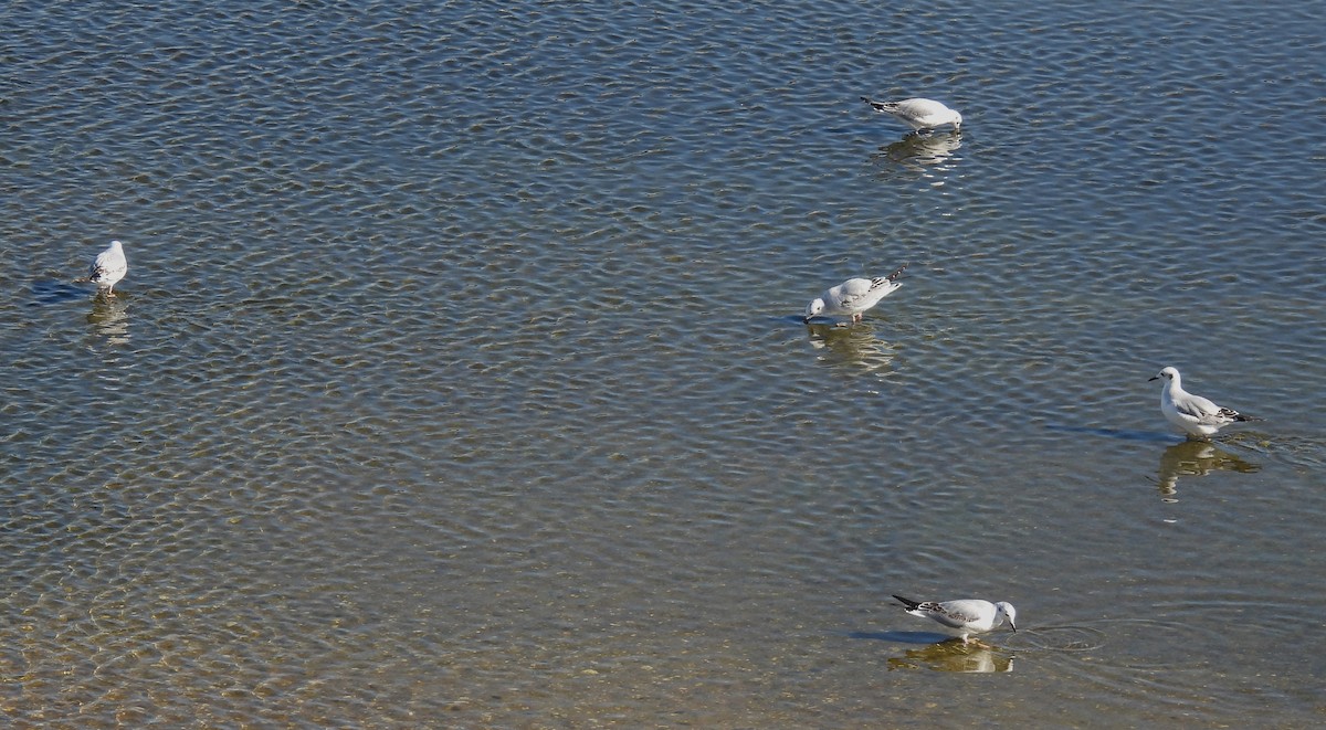 Bonaparte's Gull - ML646373446