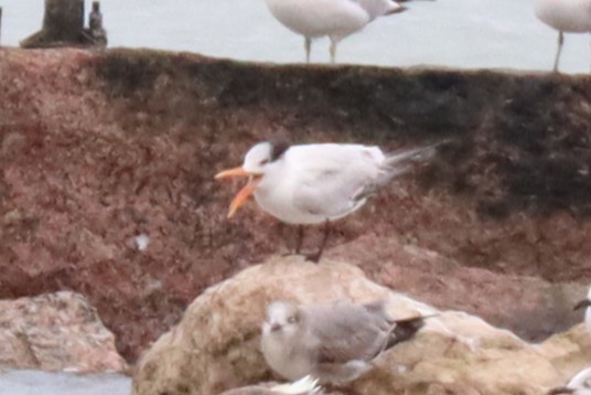 Royal Tern - ML646373447